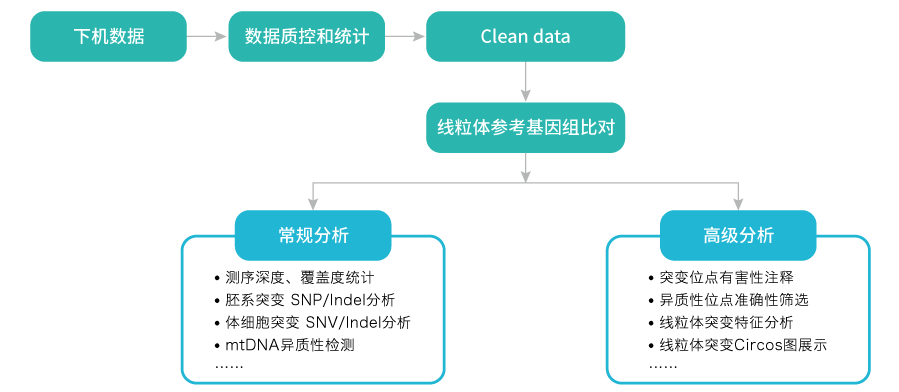 线粒体突变分析-数据分析-BJL(中国)基因 线粒体突变分析-数据分析-BJL(中国)基因