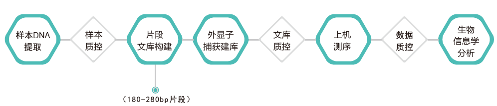 全外显子测序-技术路线-BJL(中国)基因 全外显子测序-技术路线-BJL(中国)基因