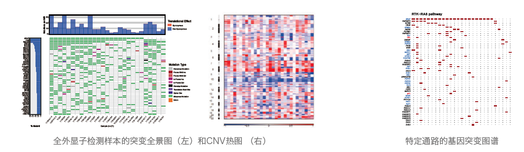 目标区域靶向捕获测序-部分结果展示-BJL(中国)基因 目标区域靶向捕获测序-部分结果展示-BJL(中国)基因
