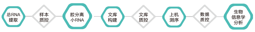 小RNA(small RNA)测序-技术路线-BJL(中国)基因 小RNA(small RNA)测序-技术路线-BJL(中国)基因