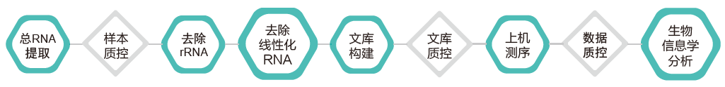 环状RNA(circRNA)测序-技术路线-BJL(中国)基因 环状RNA(circRNA)测序-技术路线-BJL(中国)基因