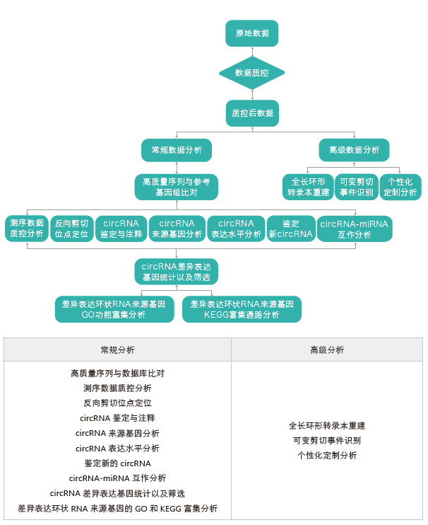 环状RNA(circRNA)测序-生信分析流程-BJL(中国)基因 环状RNA(circRNA)测序-生信分析流程-BJL(中国)基因