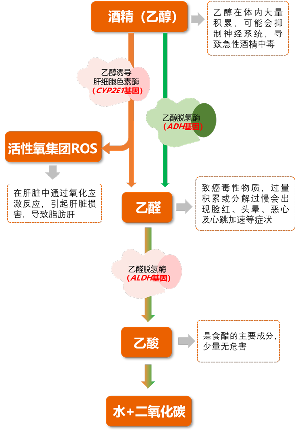 酒精代谢途径——BJL(中国)基因